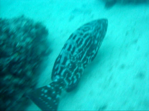 Melhores Hotéis que Aceitam Pets em Caravelas, Bahia 2025